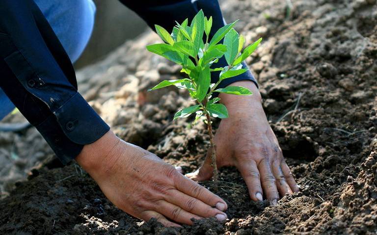 Reforestación Durango